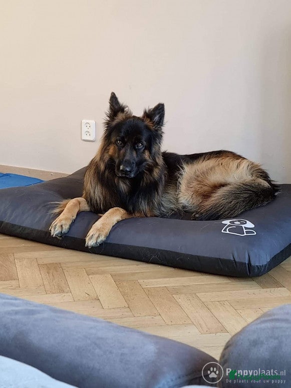 Duitse Herder honden Langharige oud Duitse herder in Numansdorp - Advertentie 2