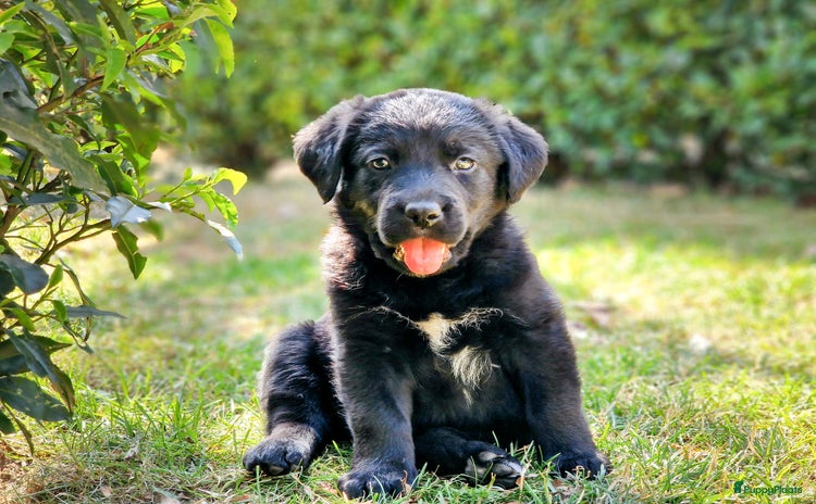 Labrador Retriever honden - Advertentie 4