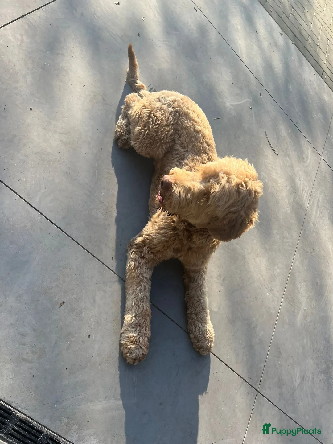 Labradoodle honden te koop: Vooraankondiging labradoodle puppy’s - Advertentie 7