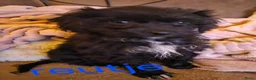 Maltipoo honden te koop: Maltipoo - Advertentie 4