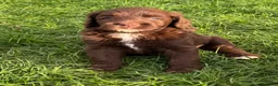 Labradoodle honden te koop: Multigen medium chocolade labradoodle pups - Advertentie 5