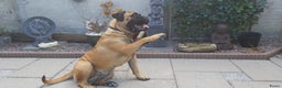 Bullmastiff honden te koop: ## VERWACHT Bullmastiff pups ## - Advertentie 1