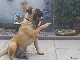 Bullmastiff honden ## VERWACHT Bullmastiff pups ## - Advertentie 1