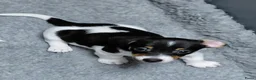 Jack Russel Terriër honden te koop: Jack Russell puppy’s - Advertentie 6