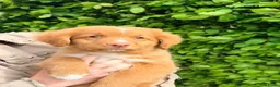 Nova Scotia Duck Tolling Retriever honden te koop: Nova scotia rolling retriever pup (Toller pup) - Advertentie 7
