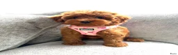 Maltipoo honden te koop: Prachtige maltipoo pups , speels, gezond  - Advertentie 7