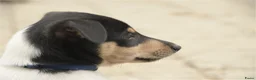 Schotse Herdershond korthaar honden te koop: Nog 2 knappe reuen schotse collie korthaar reuen. - Advertentie 11