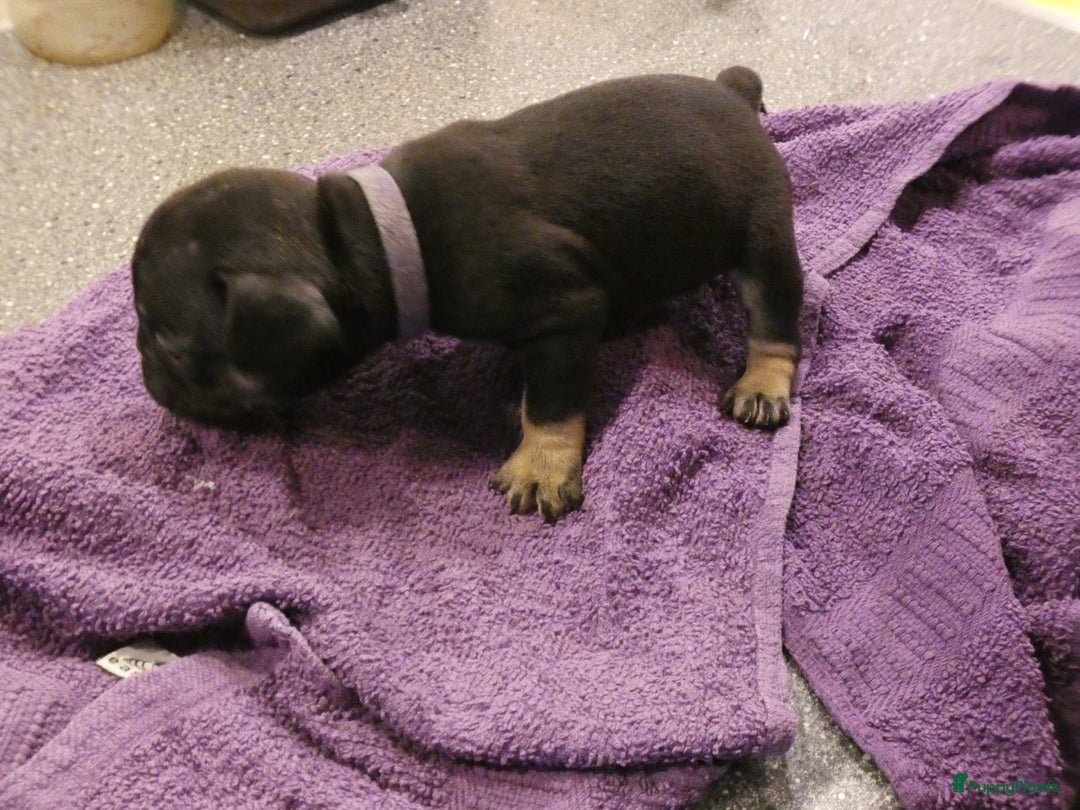 Franse Bulldog honden te koop: Fr bulldog puppy's uit geteste ouders - Advertentie 19