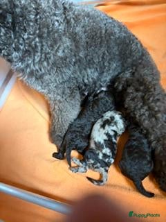 Poedel honden te koop middenslag poedels - Advertentie 1