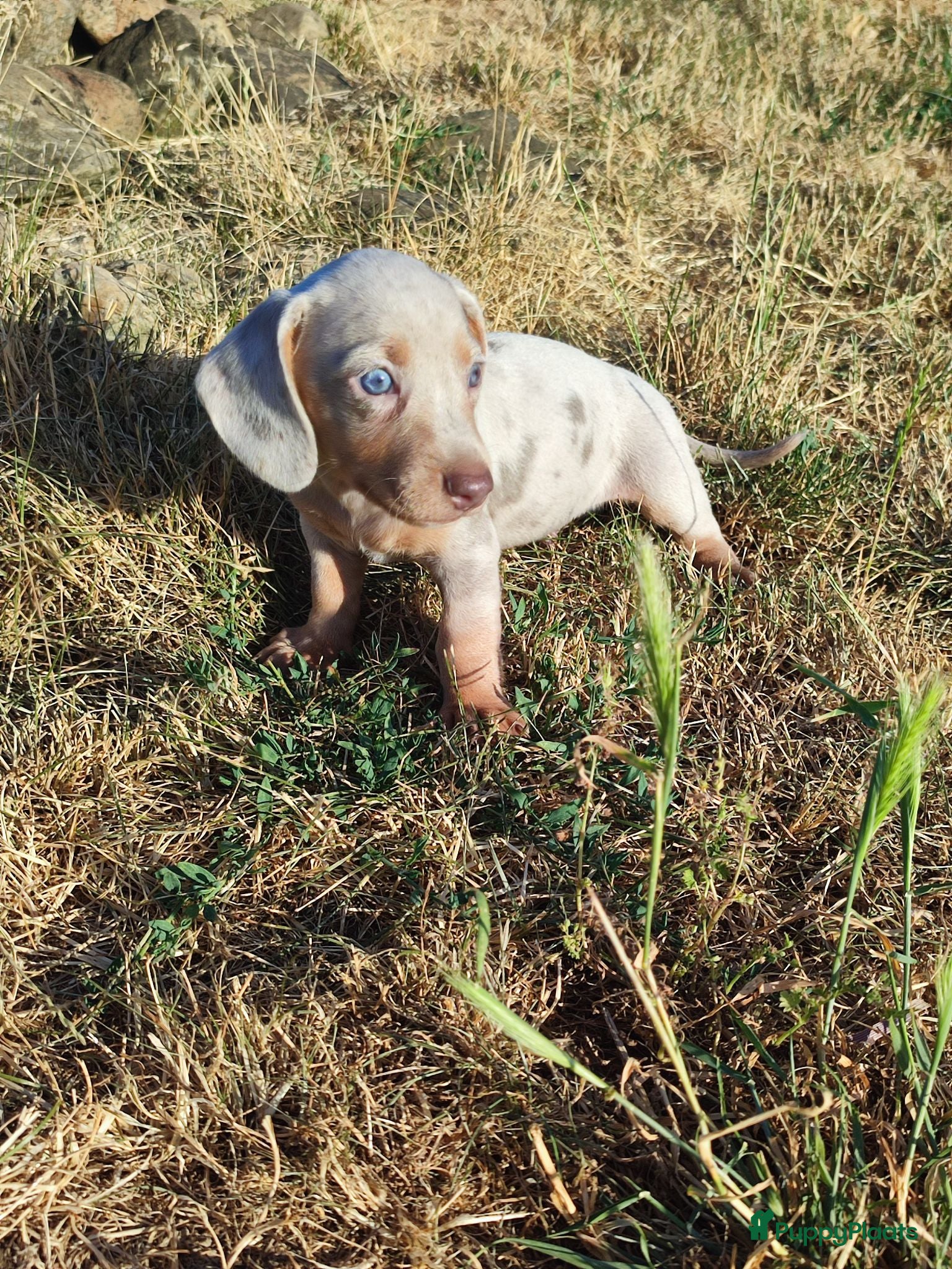 Teckel (korthaar)  honden Knappe dwergteckel pups - Advertentie 1
