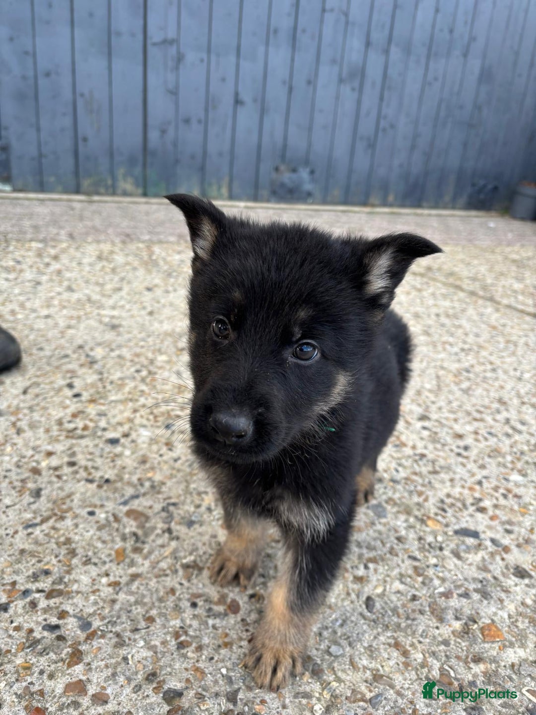 Duitse Herder honden te koop: Duitse herder pups -10 WK- nog 1 pup beschikbaar! - Advertentie 19