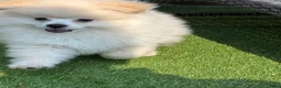 Kruising honden te koop: Pomeriaan pups - Advertentie 4