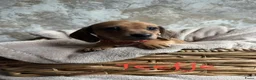 Teckel (korthaar)  honden te koop: Prachtige teckelpups 🐶 - Advertentie 9
