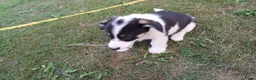 Welsh Corgi Cardigan honden te koop: Welsh corgi pups - mogen vanaf 26 juli direct mee - Advertentie 15