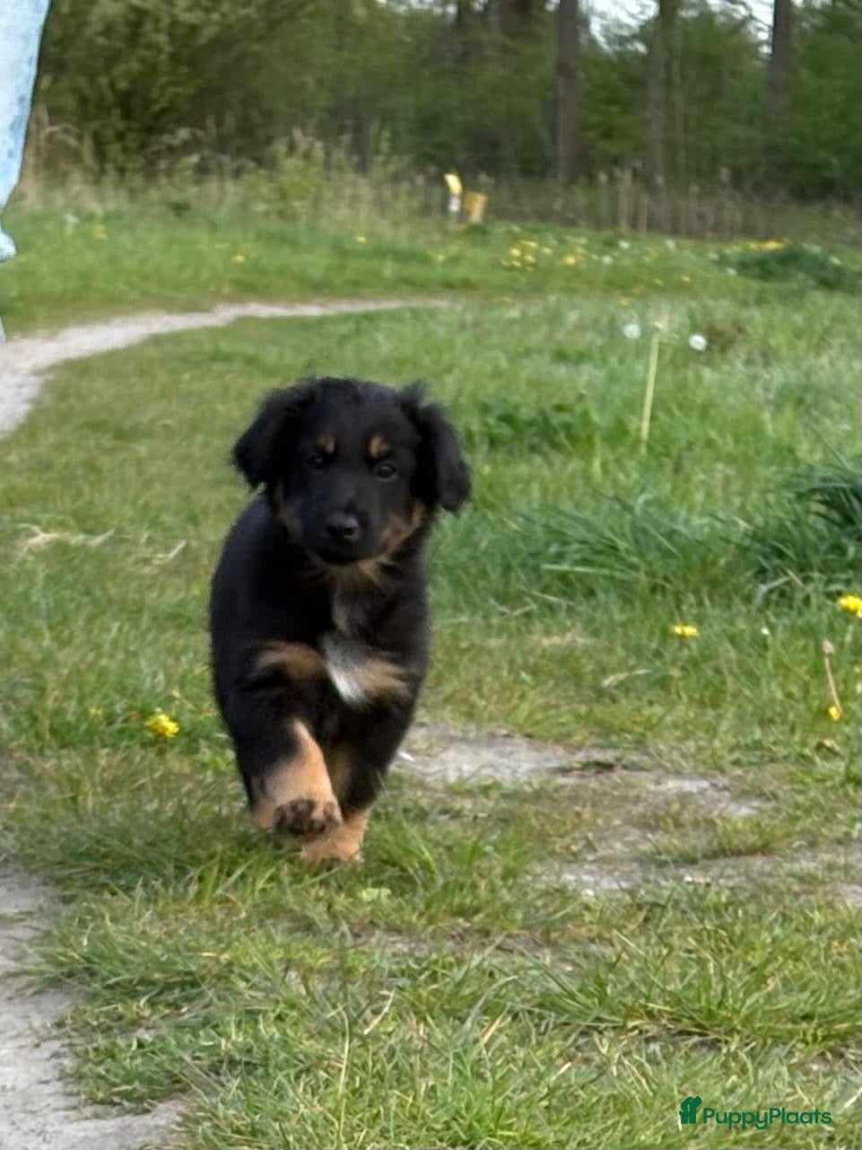 Australian Shepherd honden Australian shepherd - Advertentie 1