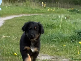 Australian Shepherd honden Australian shepherd - Advertentie 1