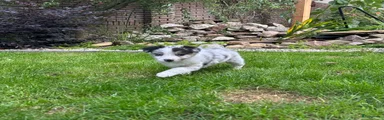 Australian Shepherd 2