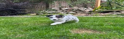Australian Shepherd honden te koop: Aussie pups - Advertentie 20