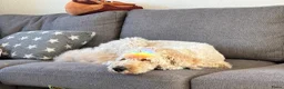 Goldendoodle honden te koop: Standaard goldendoodle pups fleece vacht - Advertentie 15