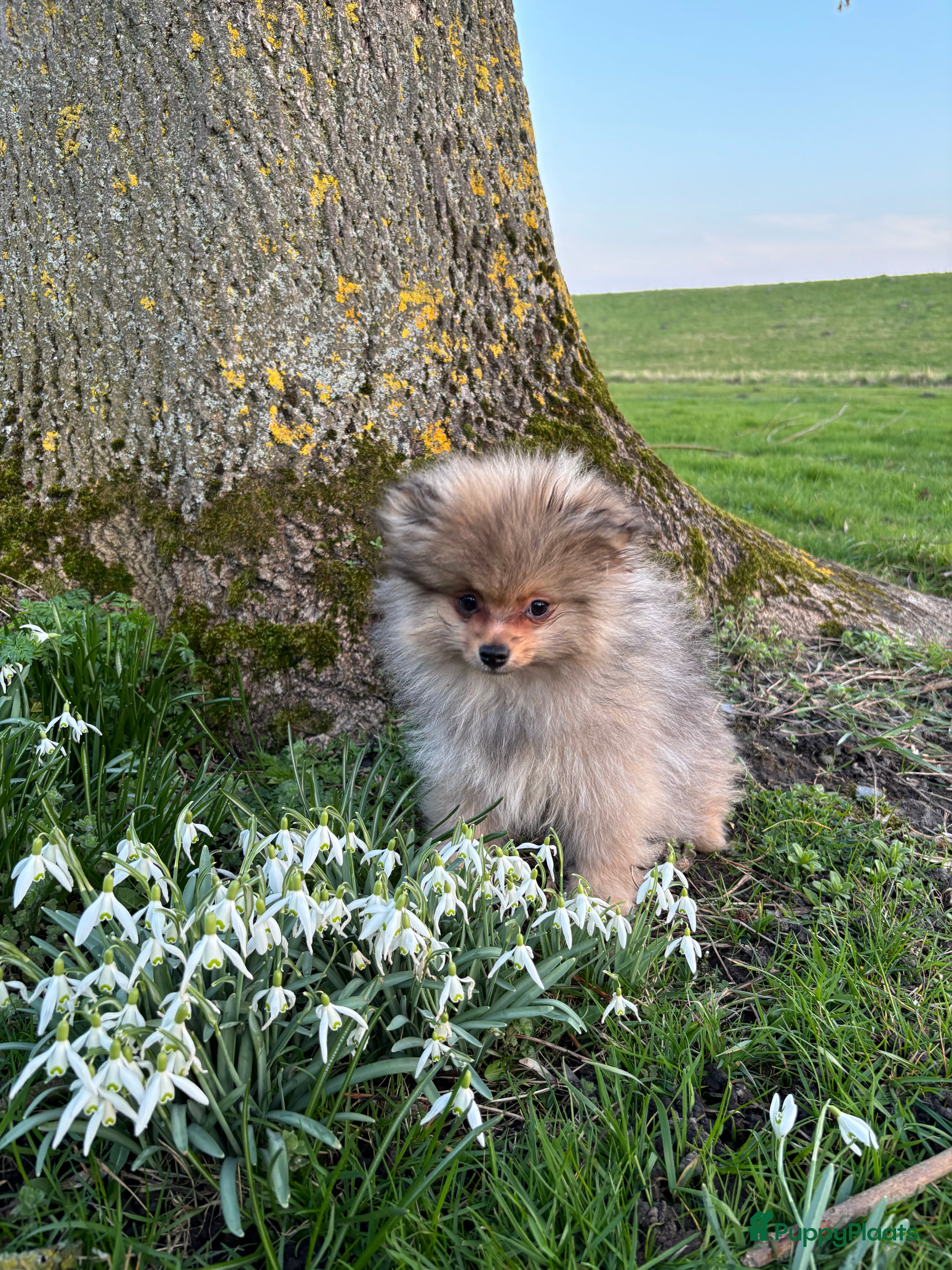 Pomeriaan honden 2 pomeriaan reutjes te koop - Advertentie 3