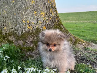 Pomeriaan honden 2 pomeriaan reutjes te koop - Advertentie 3