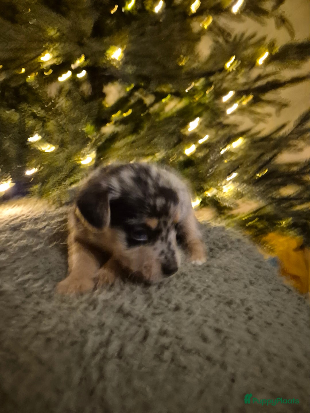 Jack Russel Terriër honden te koop: Nog 3 mooie jack Russell pups te koop - Advertentie 4