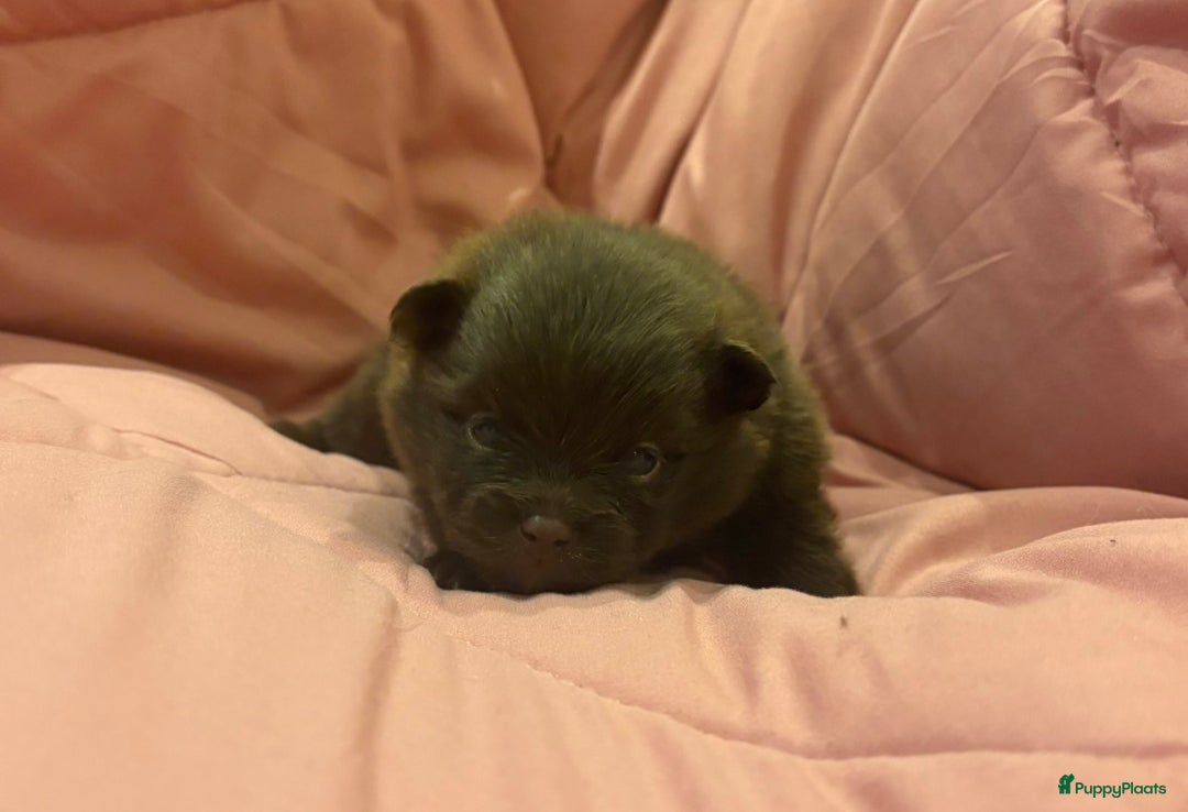 Pomeriaan honden te koop: Pomeriaan pups  - Advertentie 20