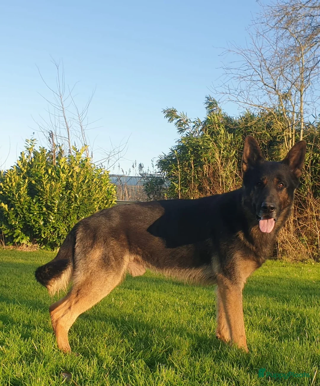 Duitse Herder honden te koop: Prachtige Duitse herder pups * mogen vd week weg * - Advertentie 15