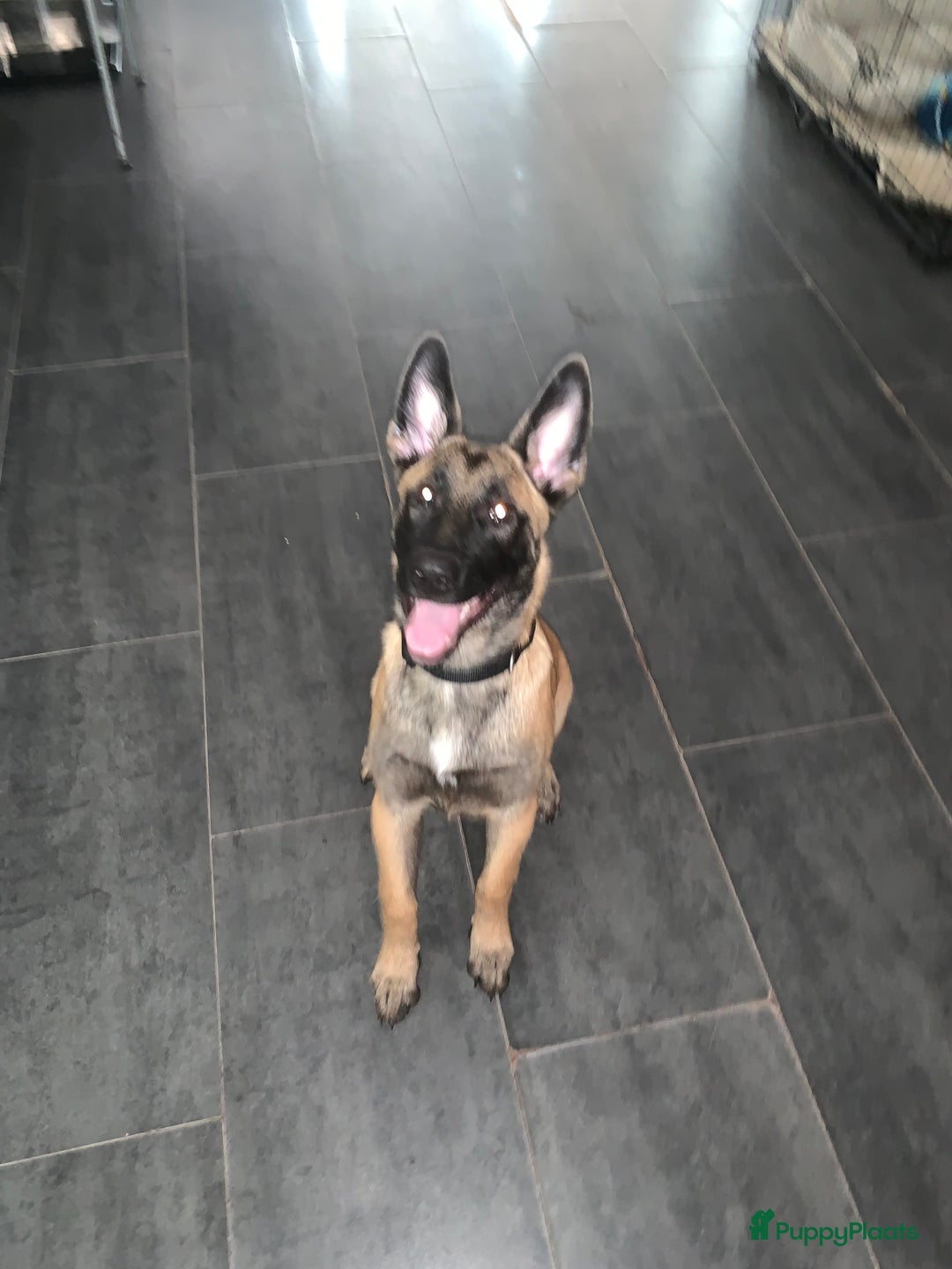 Mechelse Herder honden te koop: Mechelse Heder pup  - Advertentie 2