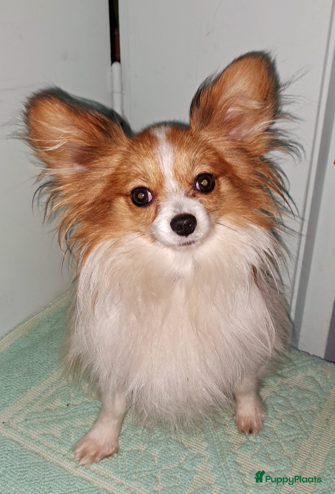 Kruising honden te koop: De mooiste Toy PapilLa - Advertentie 10