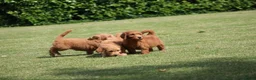 Goldendoodle honden te koop: Mooie Goldendoodle pups - Advertentie 12