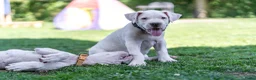 Dogo Argentino honden te koop: Dogo Argentino pups VDH/FCI-familiefokkerij - Advertentie 7