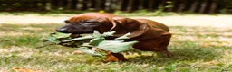 Kruising honden te koop: Bayerische gebirgssweishund - Advertentie 23
