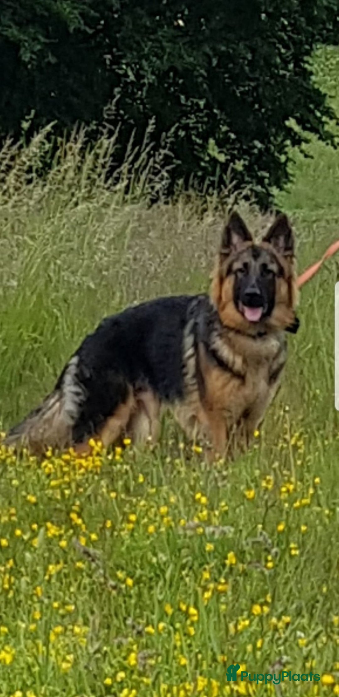 Duitse Herder honden te koop: Langstokharige zw. en zw.br. Duitse Herder puppies - Advertentie 14