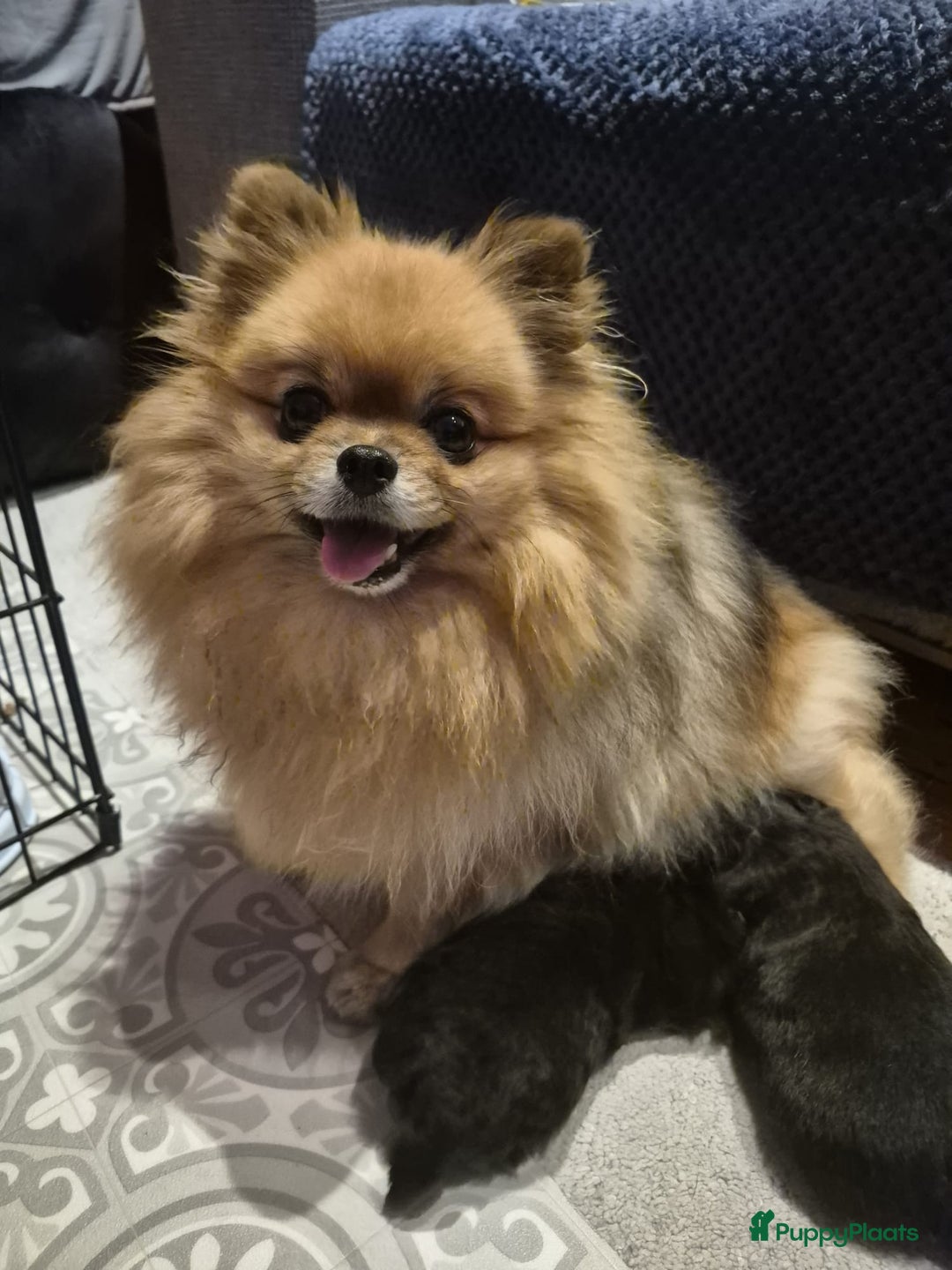 Pomeriaan honden te koop: Speels & Lief Pomeriaan Reutje en Teefje! - Advertentie 6