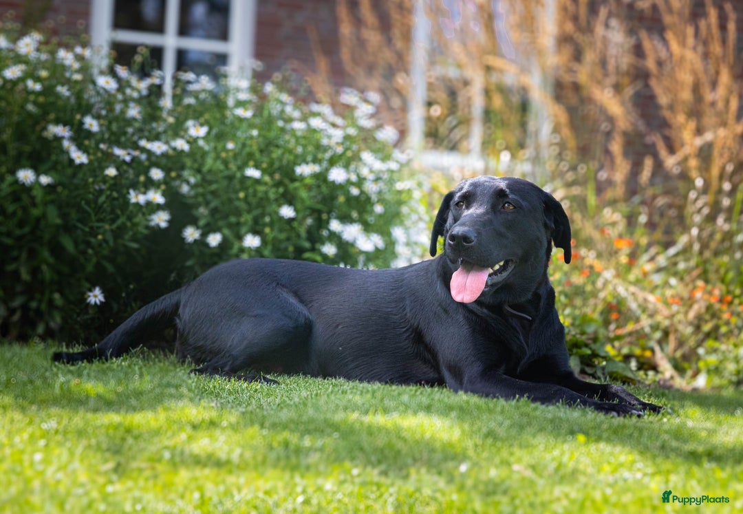 Labrador Retriever honden te koop: Labrador x Pointer pups te koop - Afbeelding 9