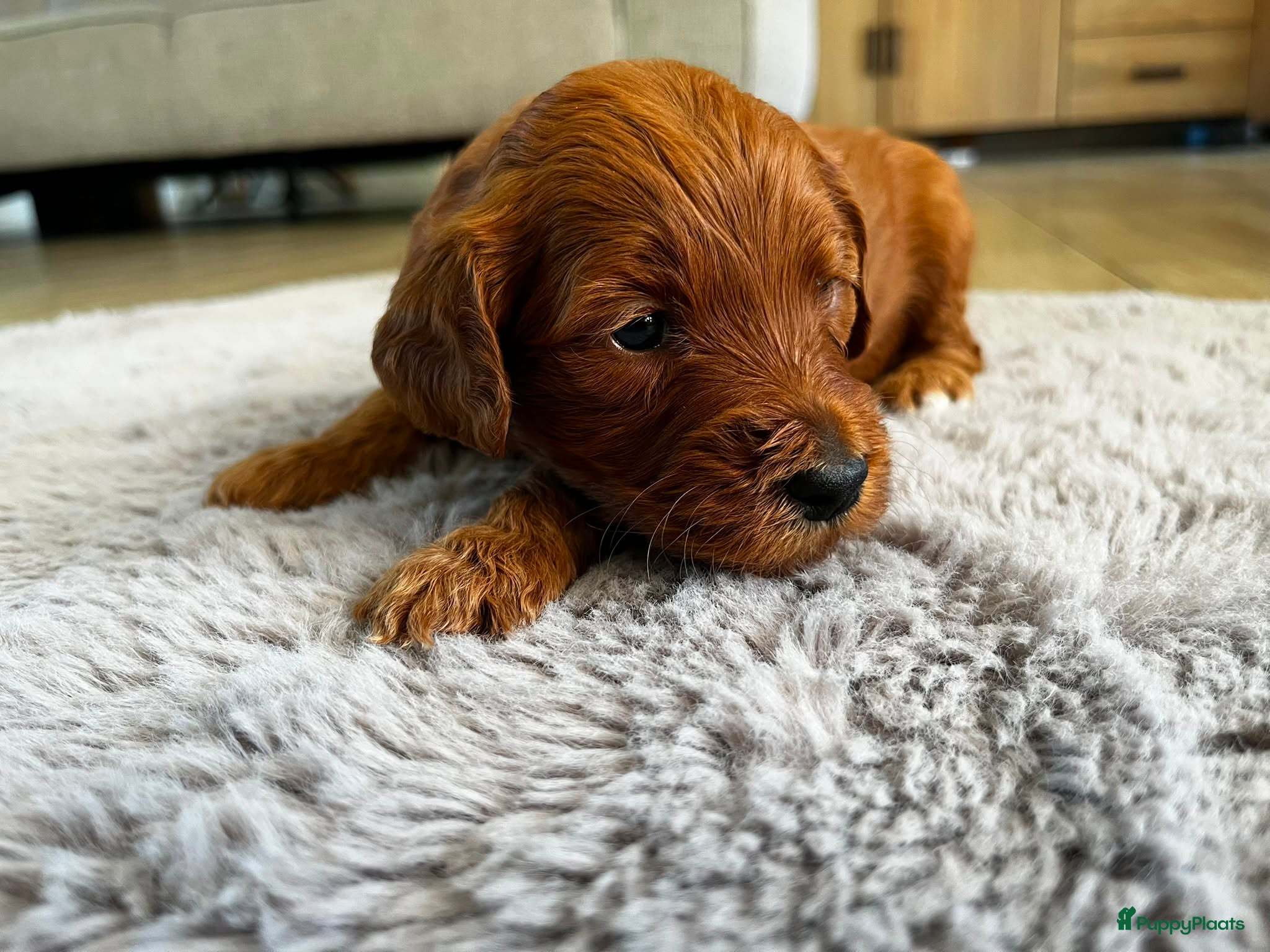 Australian Labradoodle honden te koop: Australian labradoodle pups - Advertentie 15