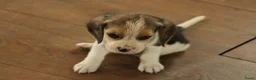 Beagle honden te koop: Beagle pups met stamboom  - Advertentie 7
