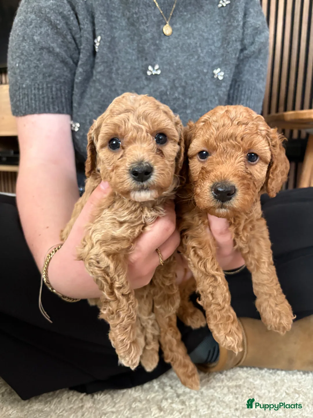 Kruising honden te koop: Lieve mini doodles ( nog 1 teefje beschikbaar)  in Boxmeer - Advertentie 4