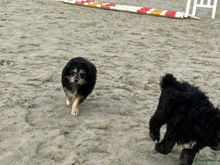 Kruising honden Australian doodles - Advertentie 1