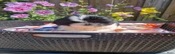 Shih Tzu honden te koop: Raszuivere shih tzu pups  - Advertentie 4
