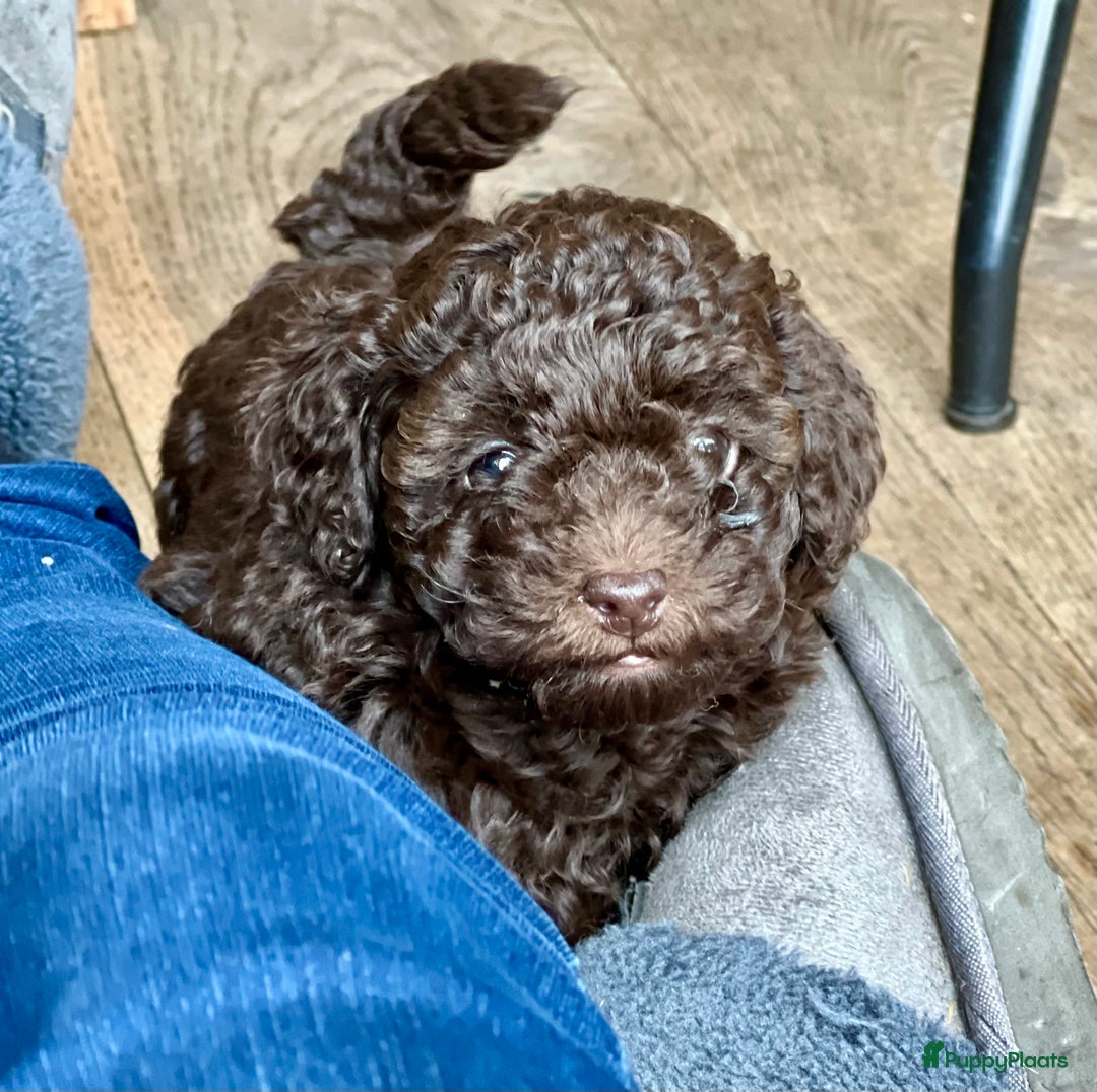 Poedel Toy honden te koop: Schitterende choco toypoedel pups uit merle moeder - Advertentie 5