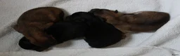 Pomeriaan honden te koop: dwergkees/pomeriaan pups met FCI stamboom - Advertentie 4