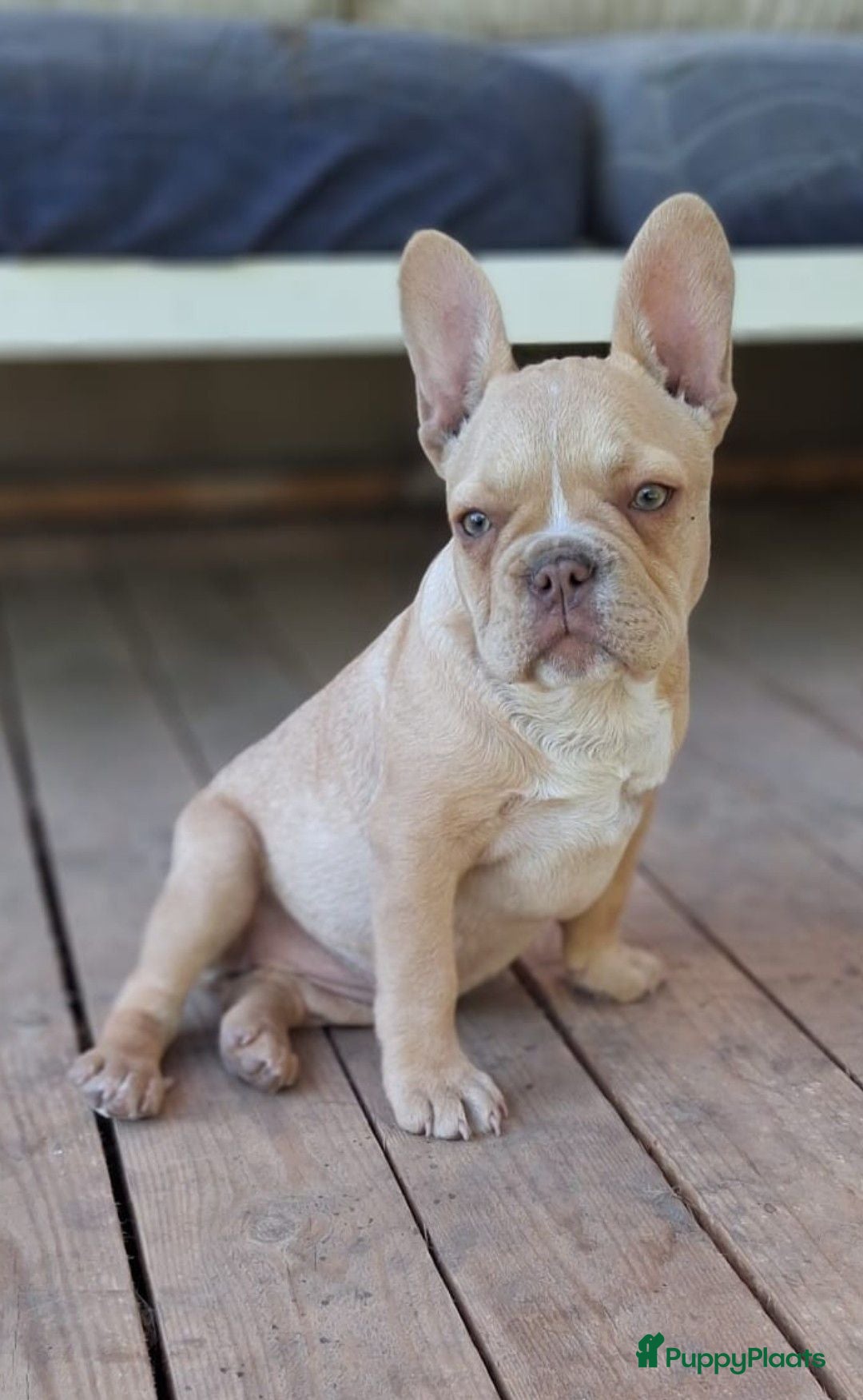 Franse Bulldog honden Prachtige Franse bulldogPups - Advertentie 4