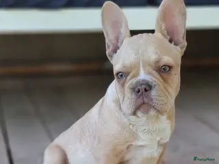 Franse Bulldog honden Prachtige lilac Puppy - Advertentie 1