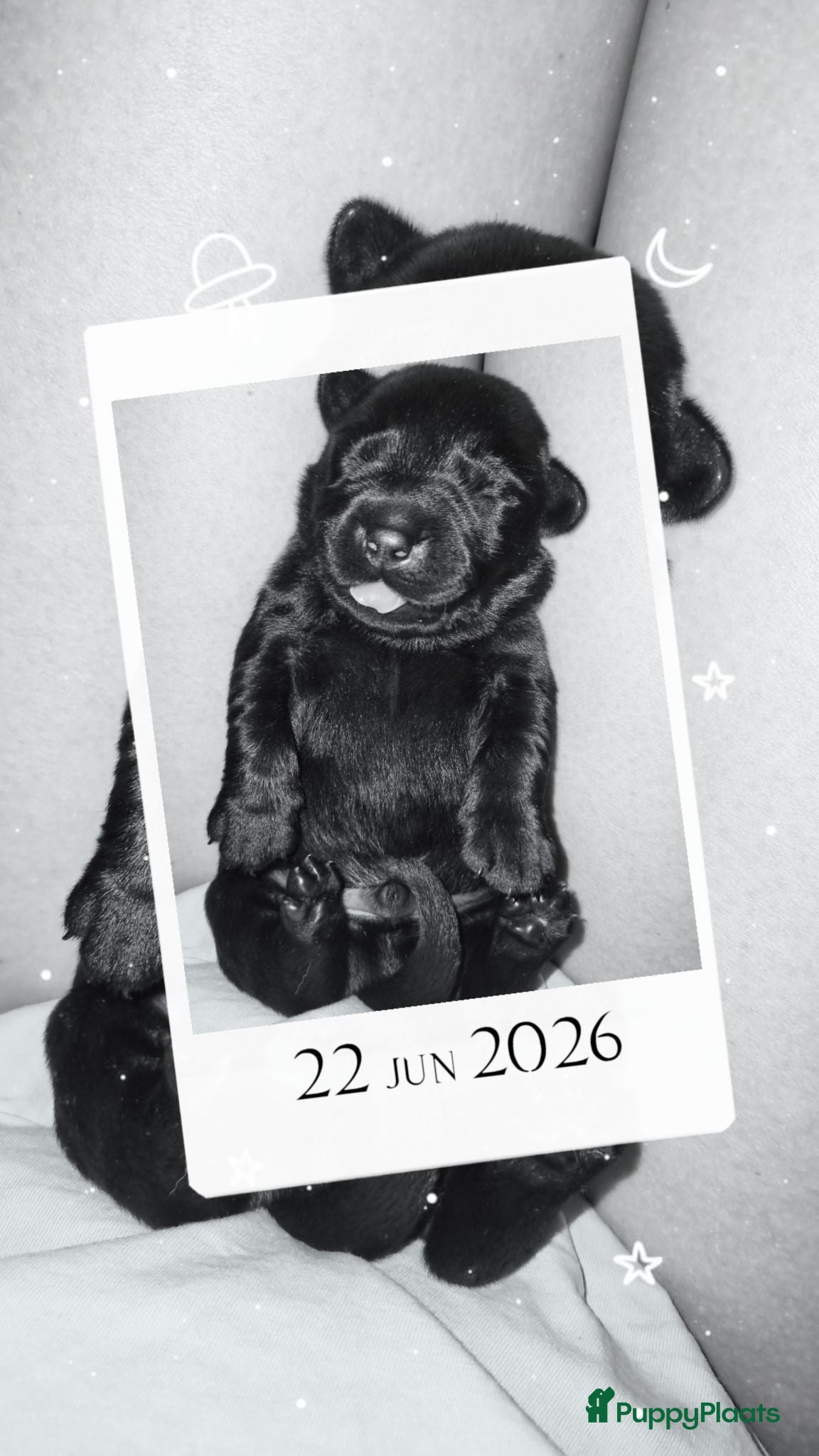 Labrador Retriever honden Labrador Retriever Pups Met FCI Stamboom - Advertentie 2