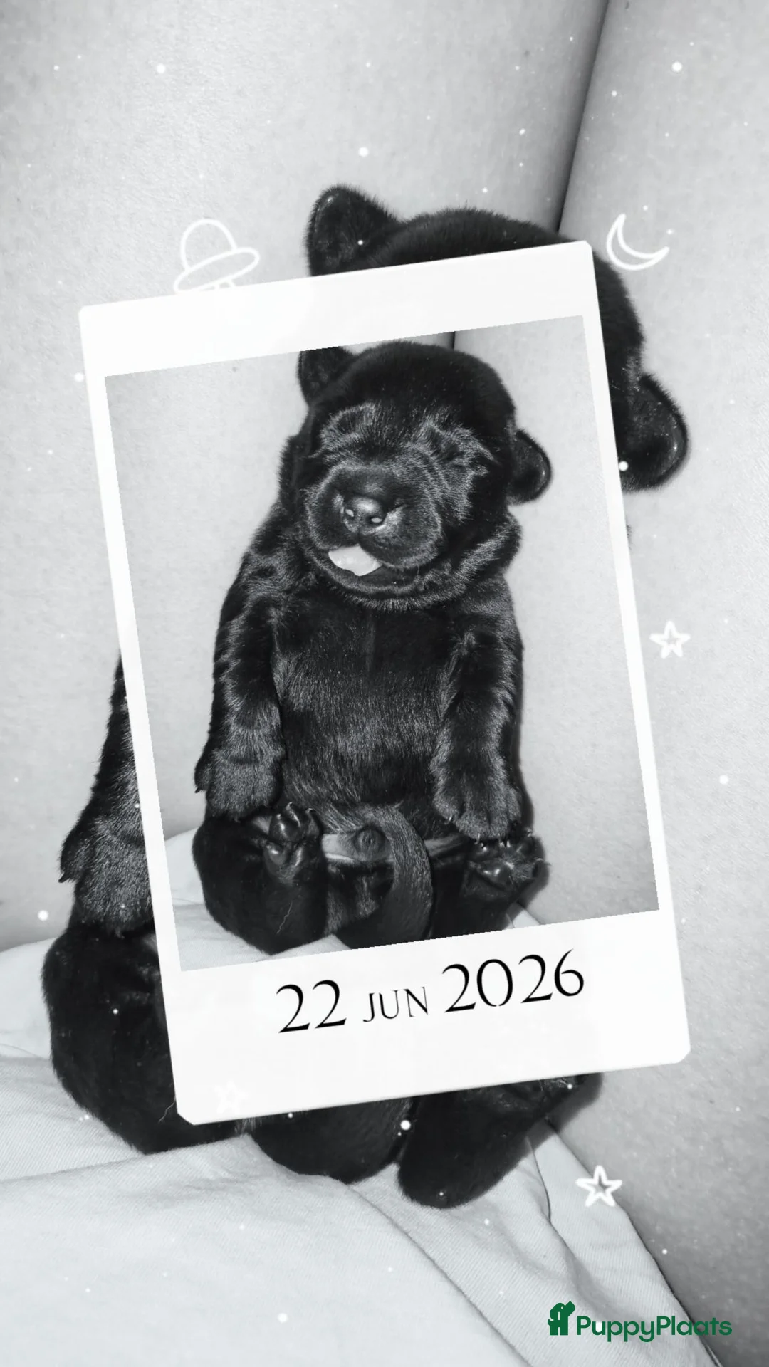 Labrador Retriever honden te koop: Labrador Retriever Pups Met FCI Stamboom - Advertentie 2