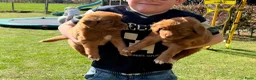 Nova Scotia Duck Tolling Retriever honden te koop: Nova Scotia Duck Tolling retriever pups Toller pup - Advertentie 7