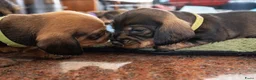 Ruwhaar Teckel honden te koop: Prachtige Ruwharige Teckel pups - Advertentie 25