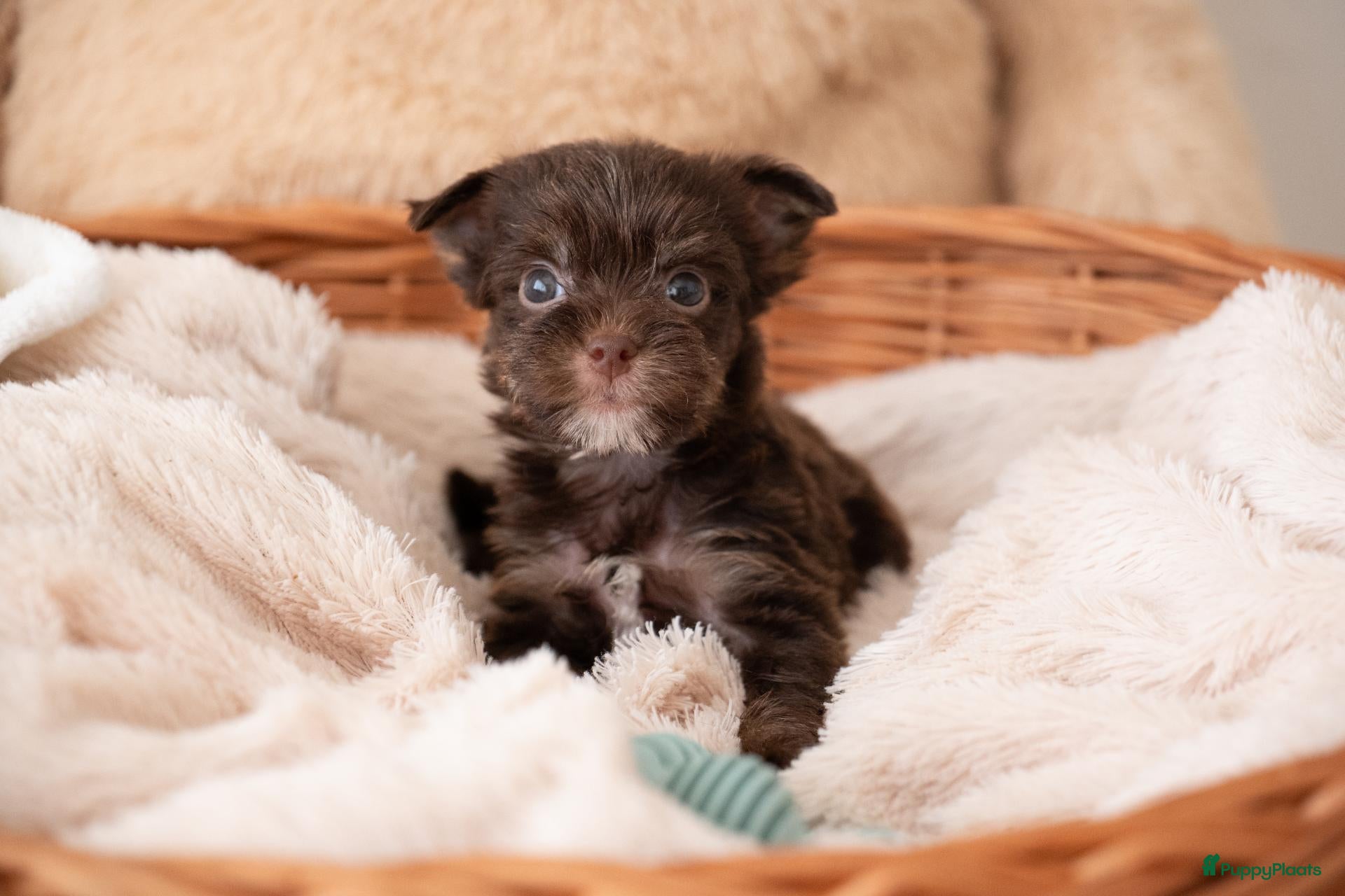 Yorkshire Terriër honden Prachtig nestje chocolade Yorkshire Terriërs - Advertentie 2